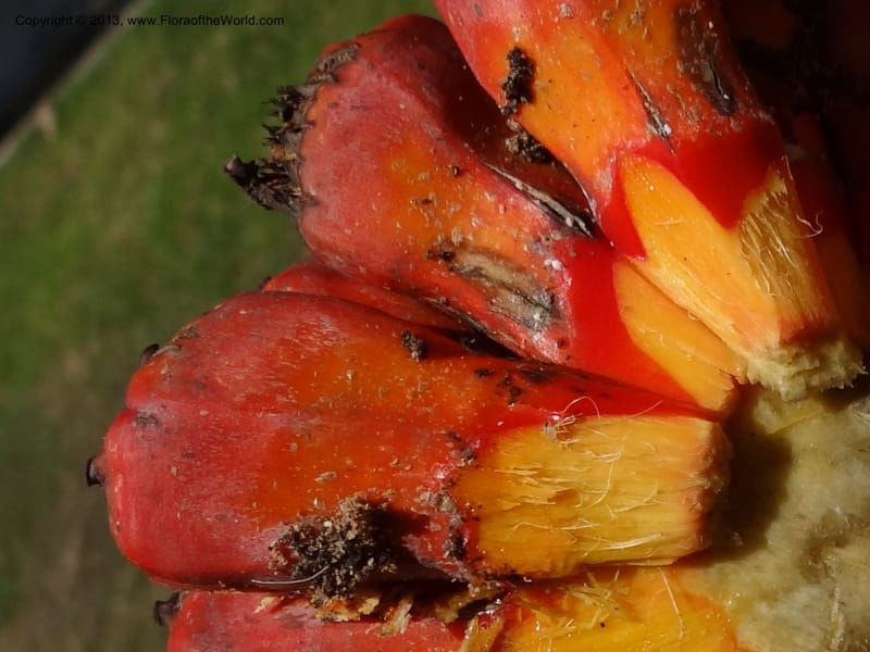 Pandanus odorifer, Callmander 1017--Malaysia, Sarawak. Bako Nat. Park. Beach. 31 Mar 2012. DSC06362 (113).JPG