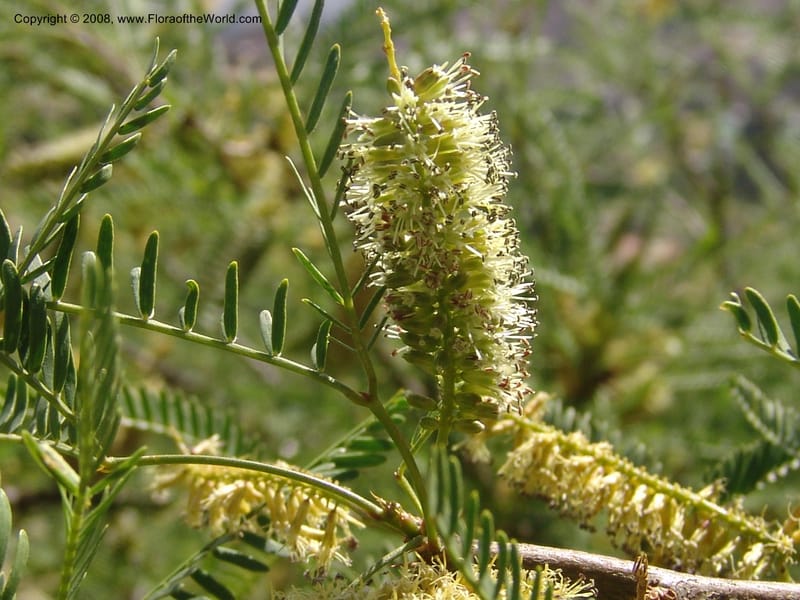 Prosopis flexuosa cf--Bolivia. La Paz. Send. Aguila. 4 Dec 04. 119.jpg