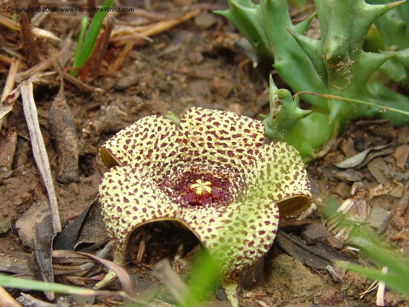 Orbea verrucosa--So.Africa. E. Cape. Kap Riv. Nat. Res. 7 Mch 05. 062.jpg