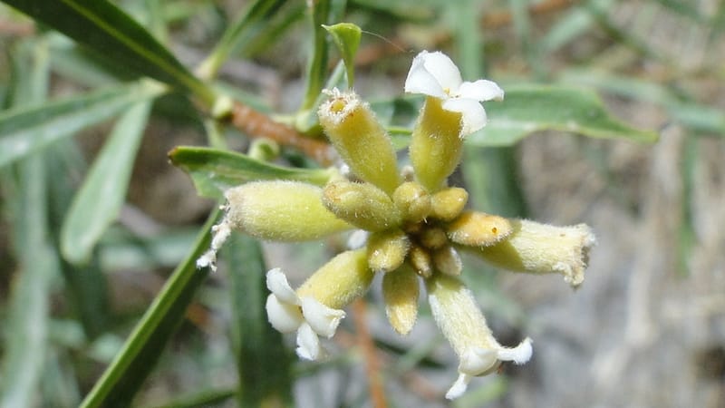 Daphne mucronata, A. G. Miller 128.3--Iraq. Kurdistan. Shakh-i Pira Magun. 10 June 2010. 131 (4).jpg