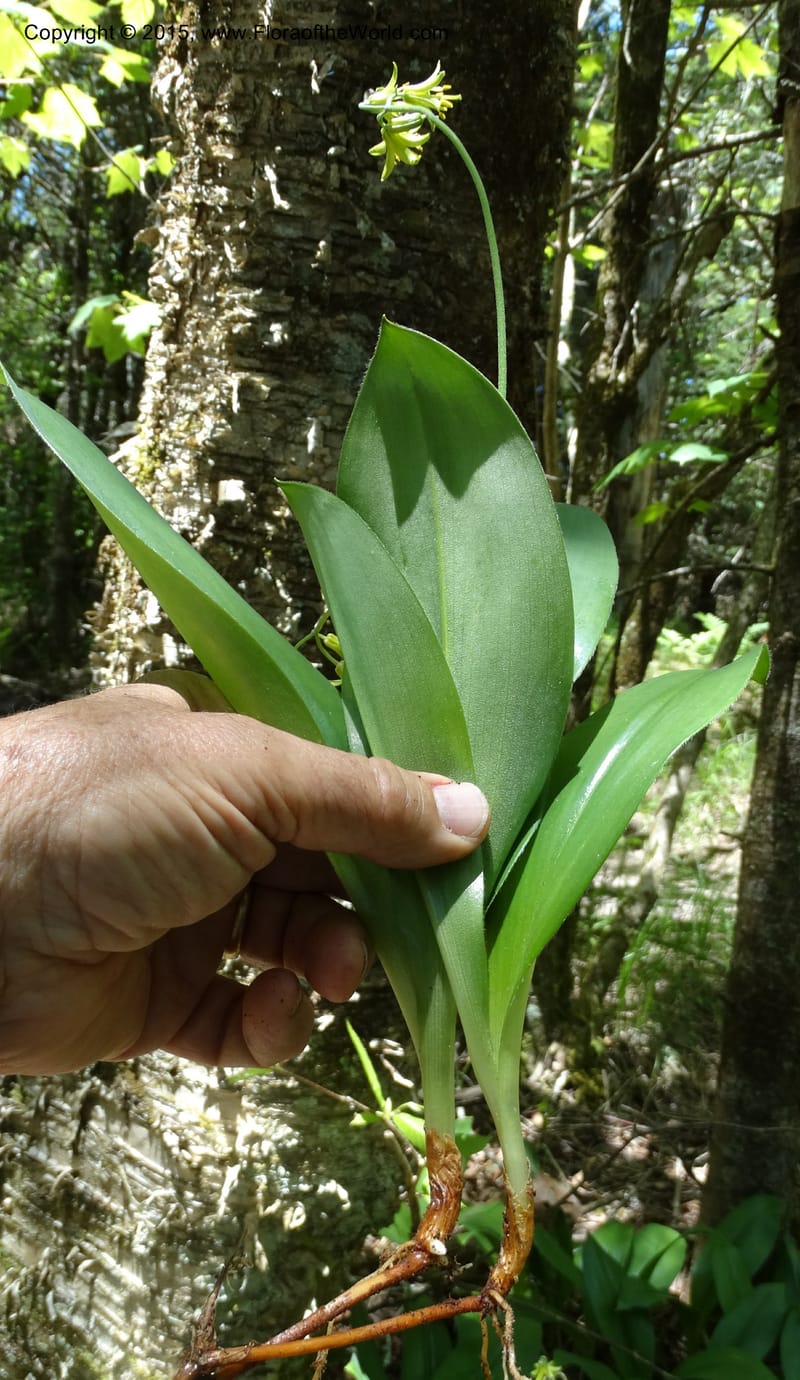 Clintonia borealis, Davidson, C 13070--North Carolina. Trans. Co. Devils Courthhouse. 21 May 2015. DSC07059 (27).JPG