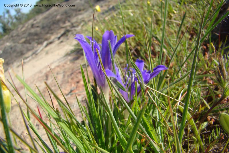 Babiana sambucina ssp. longibracteata, C. Davidson 11555--South Africa. Northern Cape. Papkuilsfontein. 25 Aug 09. 076 (15).jpg