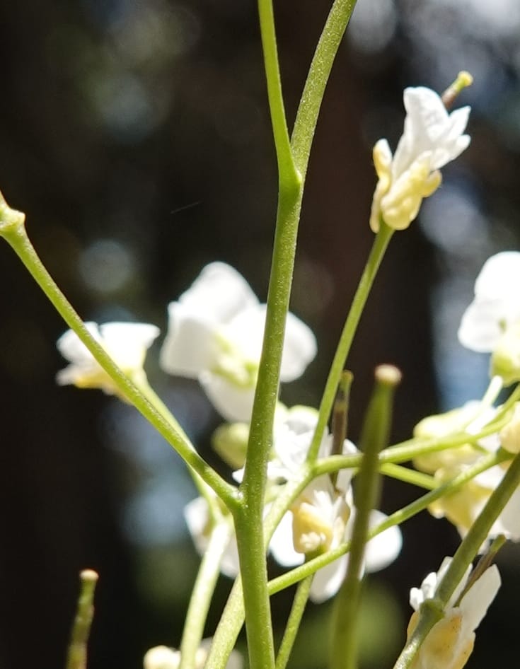 Arabis nuttallii, C. Davidson 14036--ID, Valley Co. Elkl Summit. 18 July 2019. DSC00995 (50).JPG