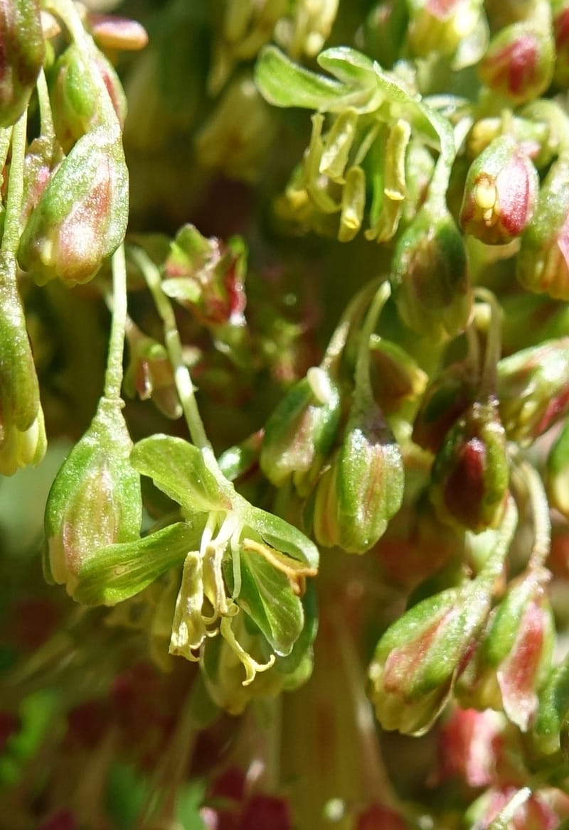 Rumex alpestre, Not collected--Switzerland. Sass Almagell. Lac Mattmark. 3 Jul 2016. DSC08449 (484).JPG
