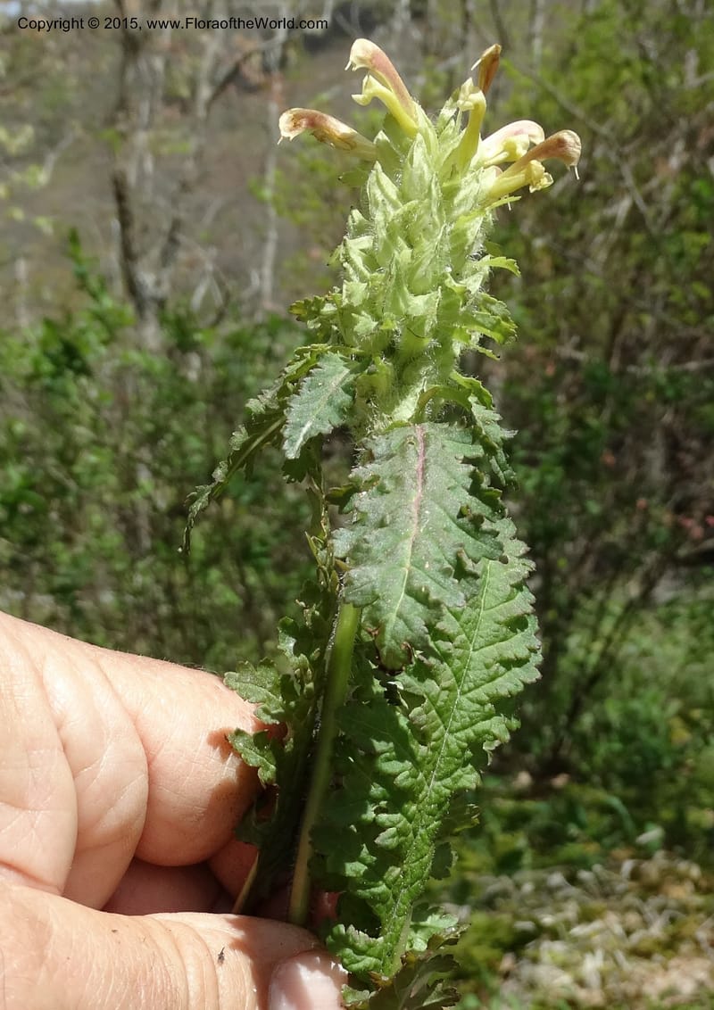 Pedicularis canadensis, Davidson, C 12963--North Carolina. Trans. Co. NC 215 and BRP. 12 May 2015. DSC04292 (73).JPG