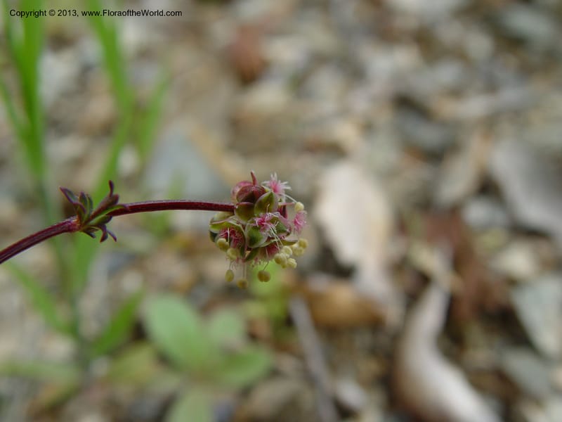 Sanguisorba verrucosa--Spain. Granada Prov. Jct. Albondon-Albunol on C333. 15  (27).jpg