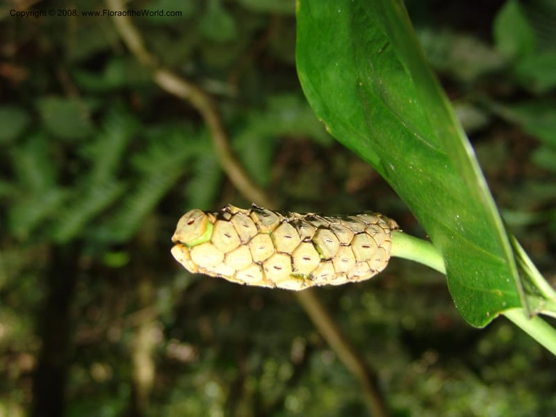 Monstera, RVasquez33048--Peru. Pillcopata. Qbda Sachavacayoc. 29 Oct 07. 090.jpg
