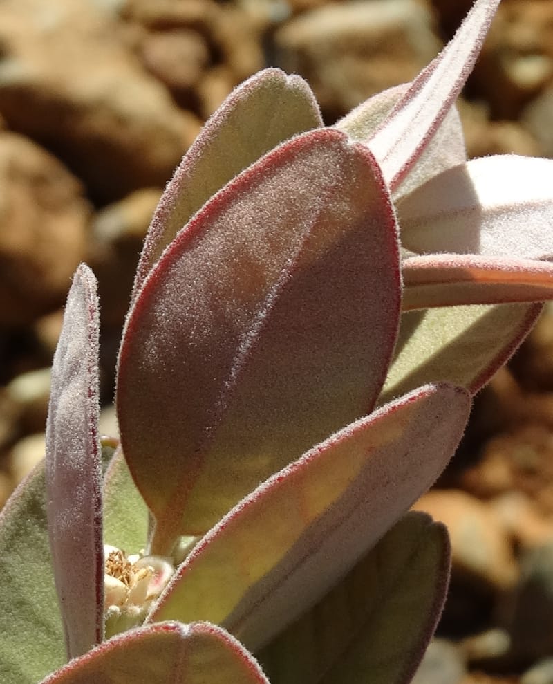 Gossia alaternoides, Callmander, M 1273--New Caledonia. PinPin. 20 Nov 2015. DSC03938 (371).JPG