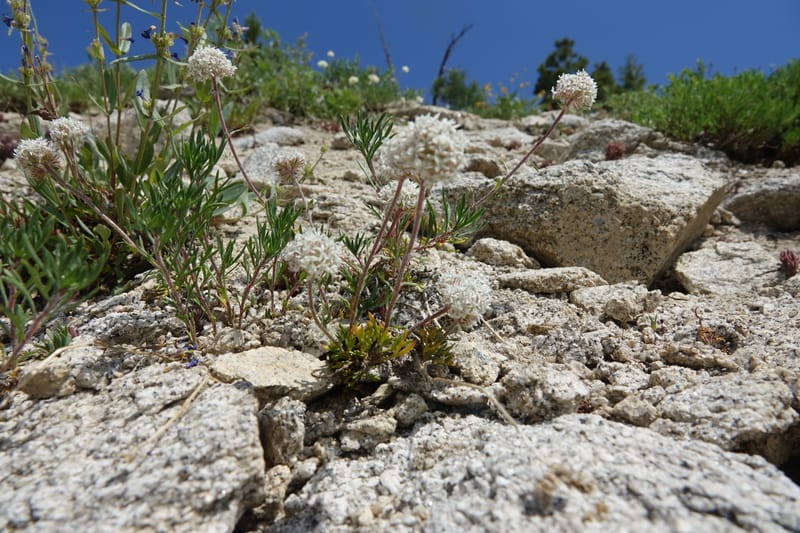 Ipomopsis congesta subsp. viridis, C. Davidson 13714--ID. Boise Co. Scott Mtn. L.O. rd. 15 July 2017. DSC03279 (92).JPG