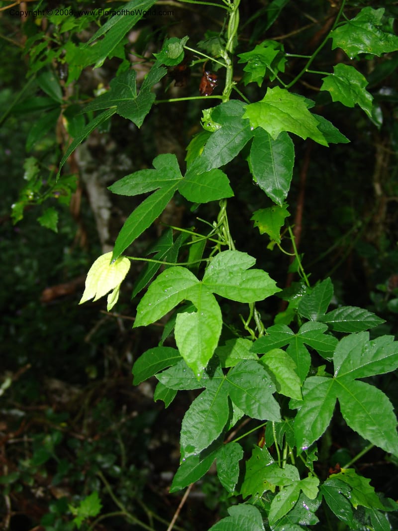 Dalechampia capensis--So.Africa. E. Cape. Umtiza Nature Res.. 7 Mch 05. 030.jpg