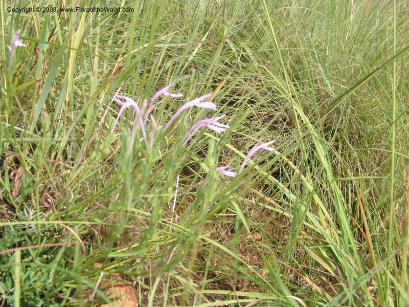 Siphonoglossa linifolia--So.Africa. Mpumal. Moodie Mts.  18 Mch 05. 079.jpg