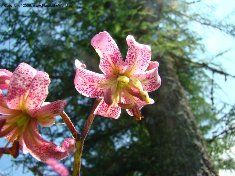 Lilium martagon, CDavidson11254--Slovenia. Gorenska Reg. Velika Planina. 6 Jul 08. 145.jpg