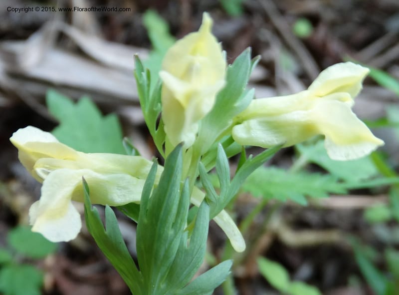 Corydalis, Not collected--China. Sichuan. ShaShiDuo. 8 May 2014. DSC04232 (141).JPG
