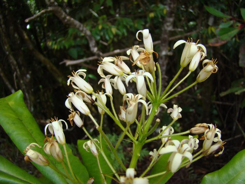 Pittosporum, Gemmill, C 631--New Caledonia,  Dzumac, 20 Nov 2007, 989 (4).jpg