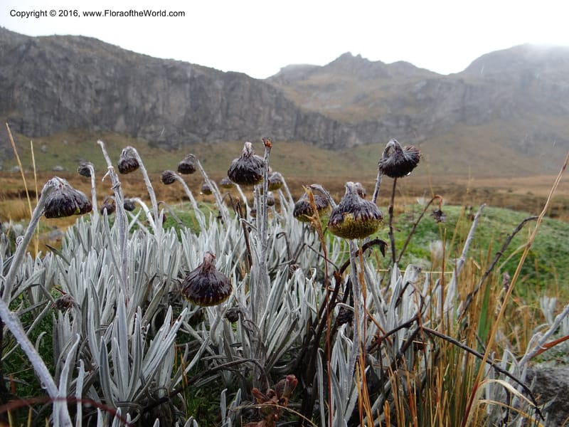 Senecio nivalis, Ulloa, C 2419--Ecuador. Pichincha. Nevado Cayambe. 6 Oct 2012. DSC07236 (22).JPG