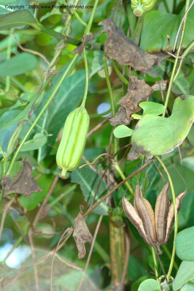 Aristolochia odoratissima--South Africa. Durban Botanical Garden. 30 Jan 09. 252.jpg
