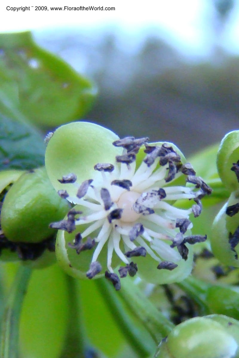 Barbeuia madagascariensis, Z. Rogers 1242--Madag. Prov. Fianar. E of Ifanadiana.15 Jan 09. 036.jpg
