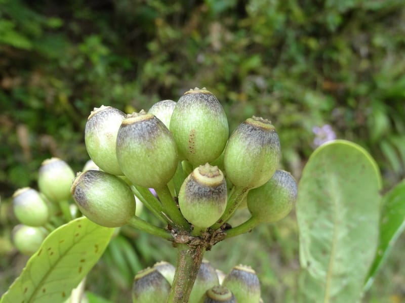 Plerandra grandiflora, Plunkett, G 3178--Fiji. Delaikoro Mtn. 3 Nov 2015. DSC08393 (124).JPG