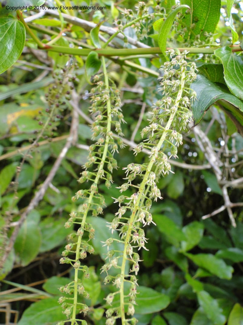 Coriaria arborea, C. Gemmill 731--New Zealand. N. Island. Mt. Te Aroha. 13 Jan 2010. 250 (2).JPG