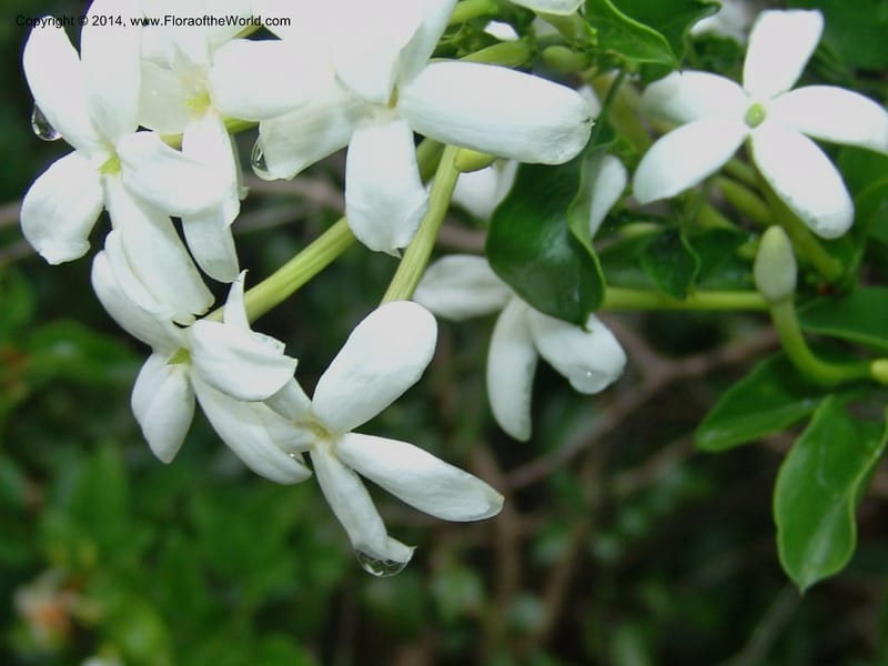 Jasminum angulare--So.Africa. E. Cape. Kap Riv. Nat. Res. 7 Mch 05. 073.jpg