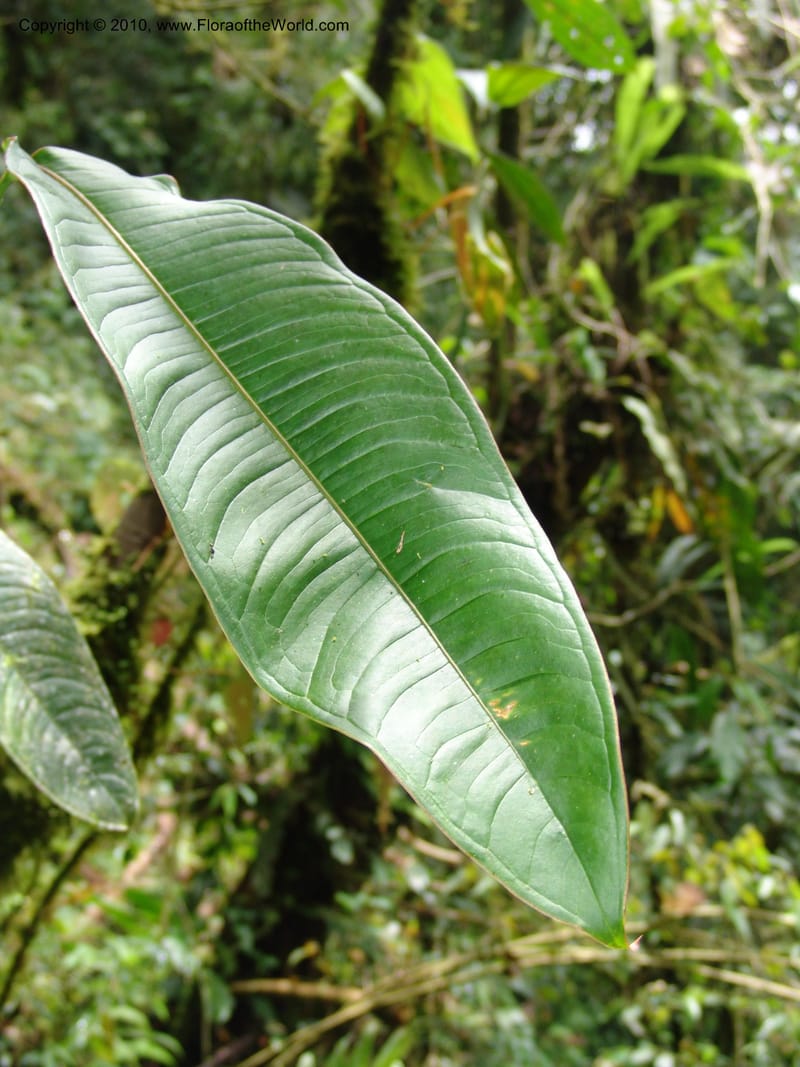 Anthurium aristatum, Croat 95962--Ecuador. Edo. Pichincha. Bosque Nublado Sta. Lucia. 14 Mar 06. 349 (4).jpg