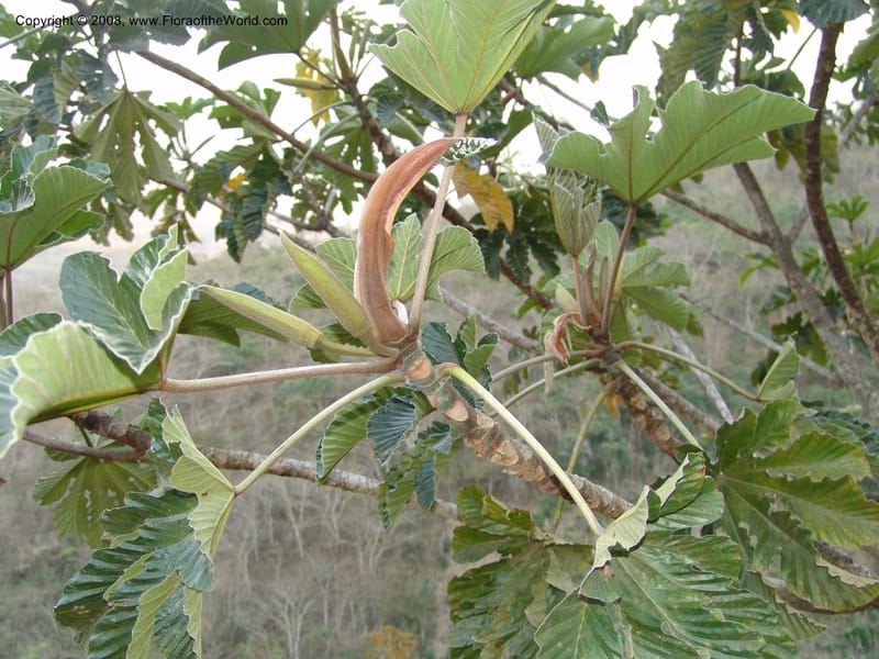 Cecropia polystachya, AAraujoM2988--Bolivia. N of Apolo. Rio Machariapu. 18 Sep 06.  473.jpg