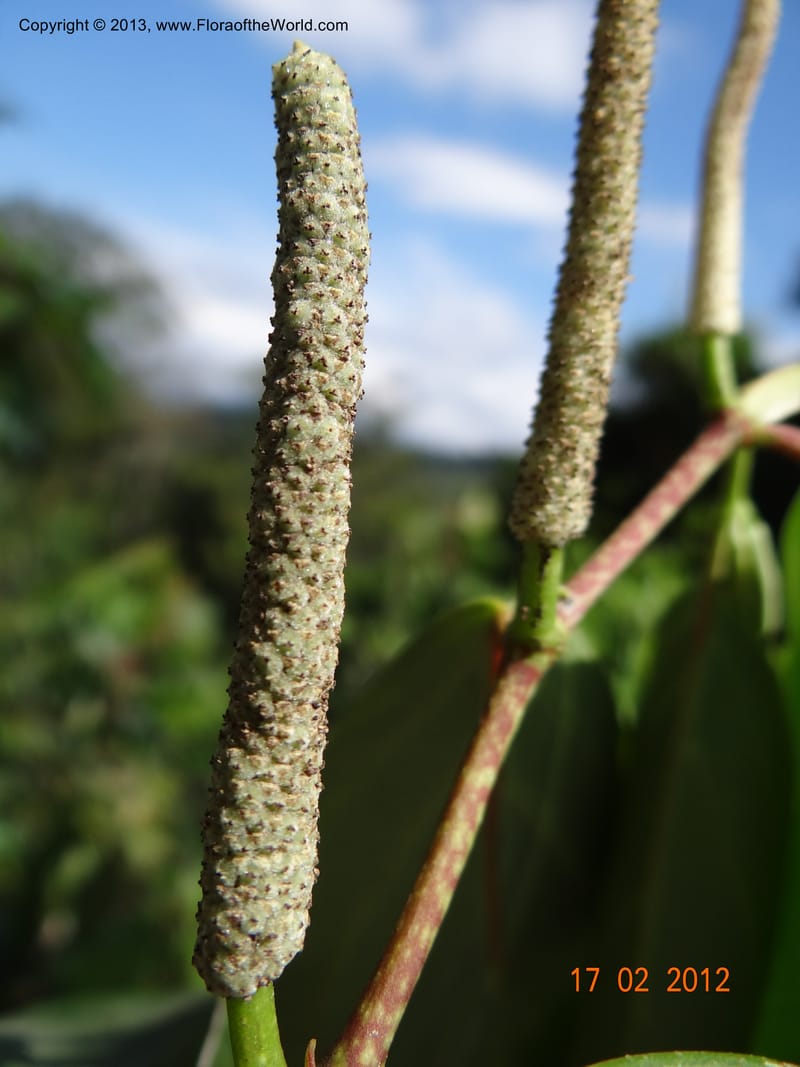 Piper sp. unk. , Martinez-Melendez, M 425--Mexico, Chiapas, Palenque-Ocosingo 17 Feb 2012  3247 (12).JPG