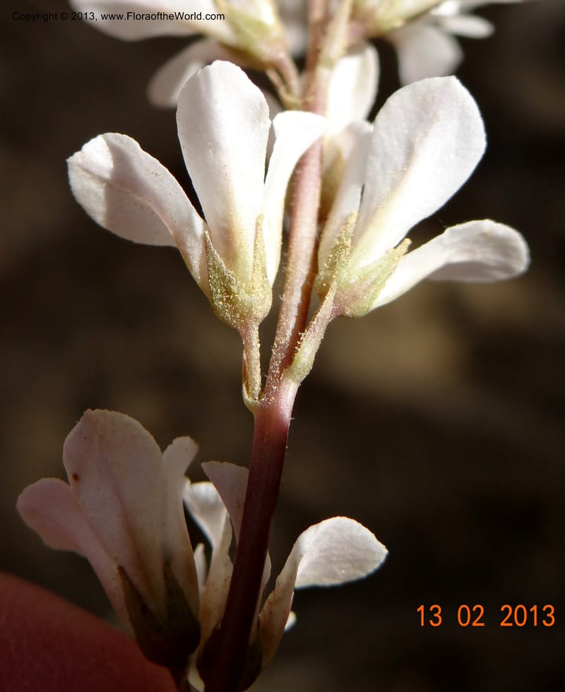 Francoa appendiculata, WDS 34052, Chile, Pichelemu, 13 Feb 2013  DSC07667 (64).JPG