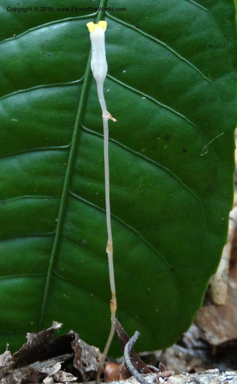 Gymnosiphon, Davidson, C 12890--Sabah. Sapa Paya For. Res. 23 Mar 2015. DSC00001 (183).JPG