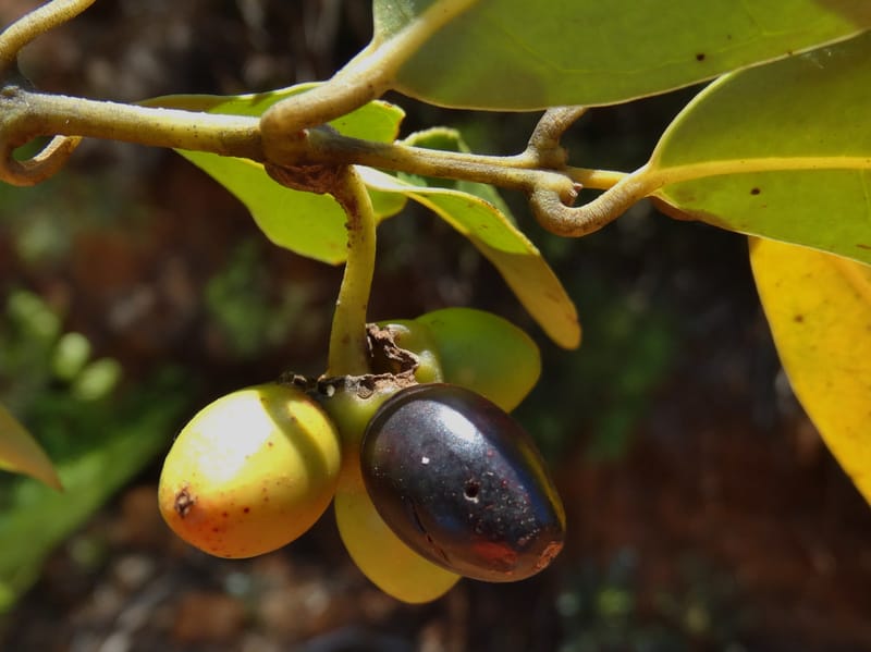 Hedycarya, Lowry, P 7426--New Caledonia. PinPin. 20 Nov 2015. DSC03938 (296).JPG