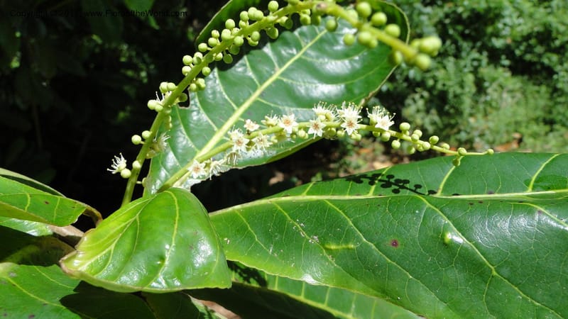 Terminalia, Gereau 7171--Tanzania. Beach near Bagamoyo Country Club. 8 May 2010. 209 (76).jpg