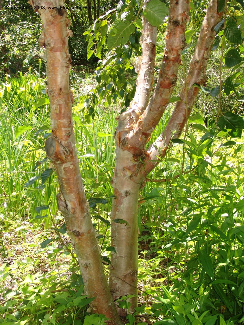 Betula utilis, 92.358--CA. Quarryhill Bot. Garden, Glen Ellen. 1 Jun 07. 095.jpg