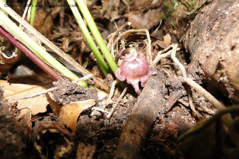 Aspidistra truongii, Regalado 1888--Viet Nam. Hon Ba Nature Res. 12 May 2011. 057 (8).jpg