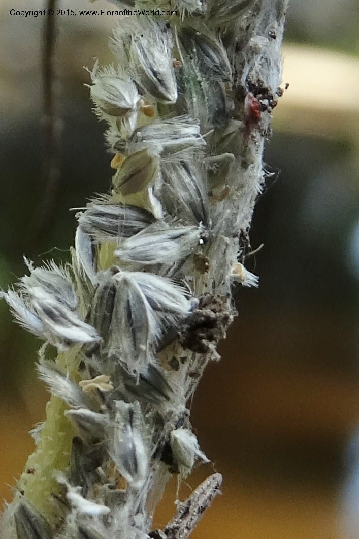 Alopecurus aequalis, Davidson, C 12610--Idaho. Valley Co. Payette Lake. Sylvan Cr. 20 Jul 2014. DSC00669 (125).JPG