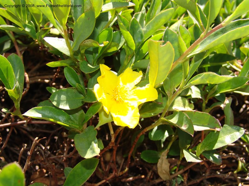 Hibbertia scandens, 77.74--CA. UC Santa Cruz Arboretum.  1 Jul 06. 138.jpg