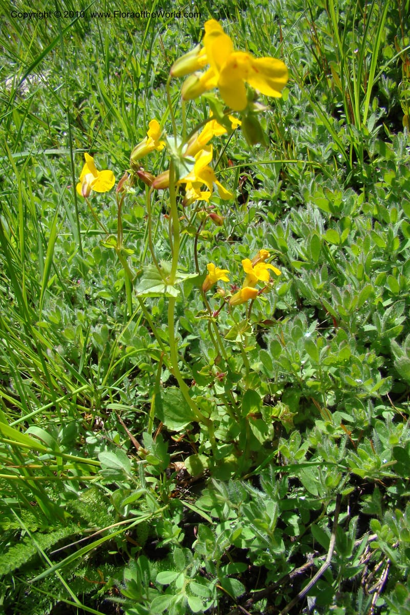 Mimulus guttatus, C. Davidson 11462--ID. Valley Co. Warm Lake. 16 June 2009. 069.jpg