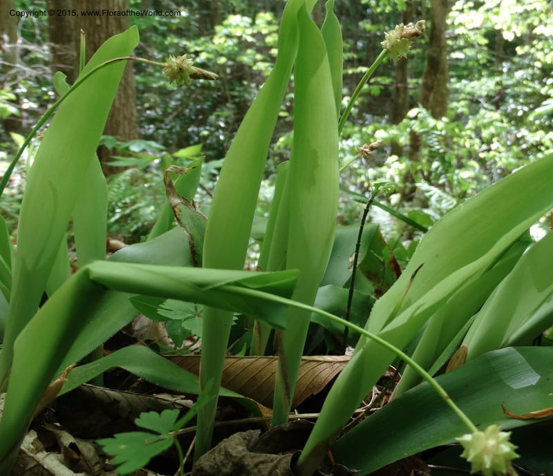 Cymophyllus fraserianus, Davidson, C 12984--North Carolina. Clay Co. Perry Gap Rd, Barnard's Cr. 13 May 2015. DSC04860 (319).JPG