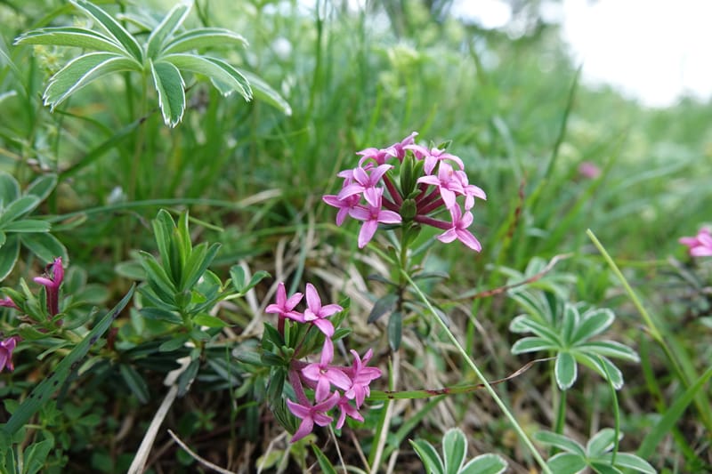 Daphne cneorum, Not coll.-- Switzerland. Col de Marchairuz. Grande Rolat Foret. 29 Jun 2016. DSC06193 (92).JPG