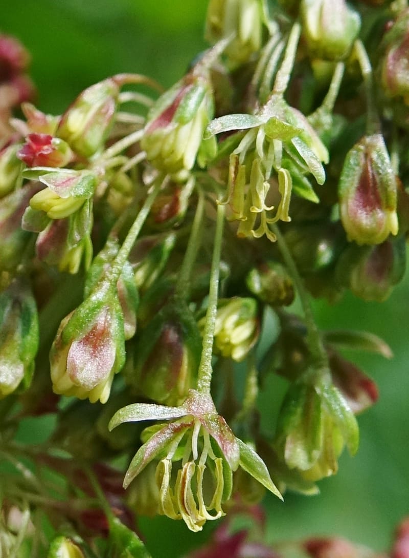 Rumex alpestre, Not collected--Switzerland. Sass Almagell. Lac Mattmark. 3 Jul 2016. DSC08449 (486).JPG