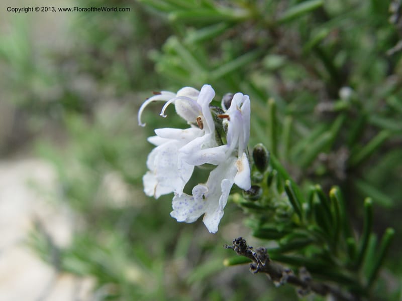 Rosmarinus officinalis--Cabo de Gata. 16 Apr 04. 271 (1).jpg