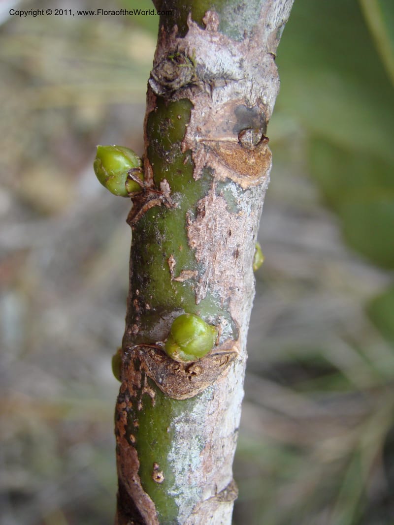 Strasburgeria robusta, Munzinger, J 4877--New Caledonia,  Dzumac, 20 Nov 2007, 28 (11).jpg