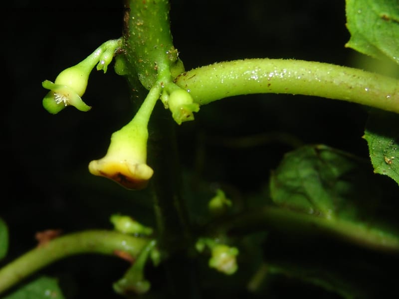 Siparuna subinodora, AAraujoM1193--Bolivia. Pq. Nac. Madidi. Rio Tuichi, Rudidi Cr. 28 Nov 04. 257.jpg