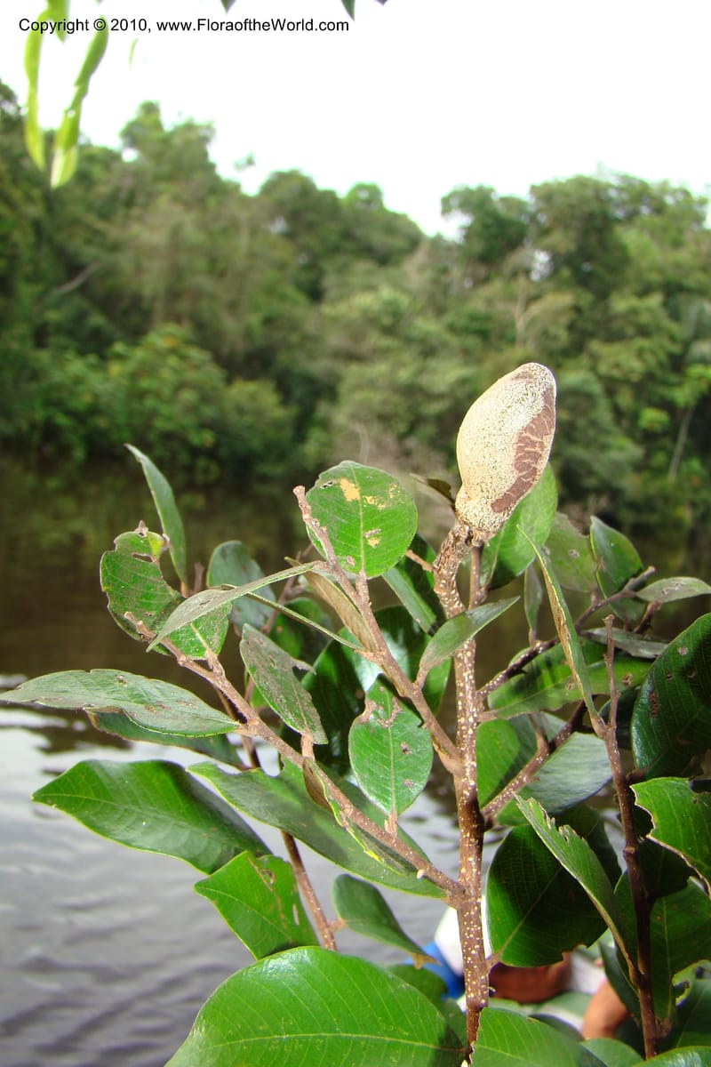 Parinari, RVasquez34859--Peru. Loreto. Dist. Nauta. Qbda Nawapa, Rio Tigre. 11 Nov 08. 798.jpg