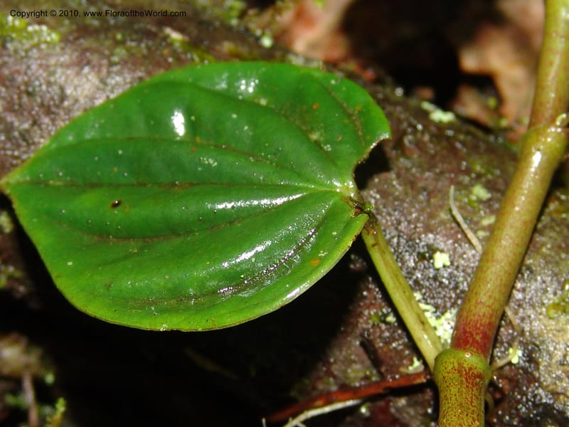 Peperomia, Croat 95709--Ecuador. Maquipucuna Biol. Res. Send. Princip. 11 Mar 06. 059 (3).jpg