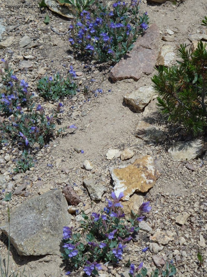 Penstemon montanus. Davidson, C #12080--ID, Valley Co., Elk Summit, 7 Aug 2012  DSC00622 (1).JPG