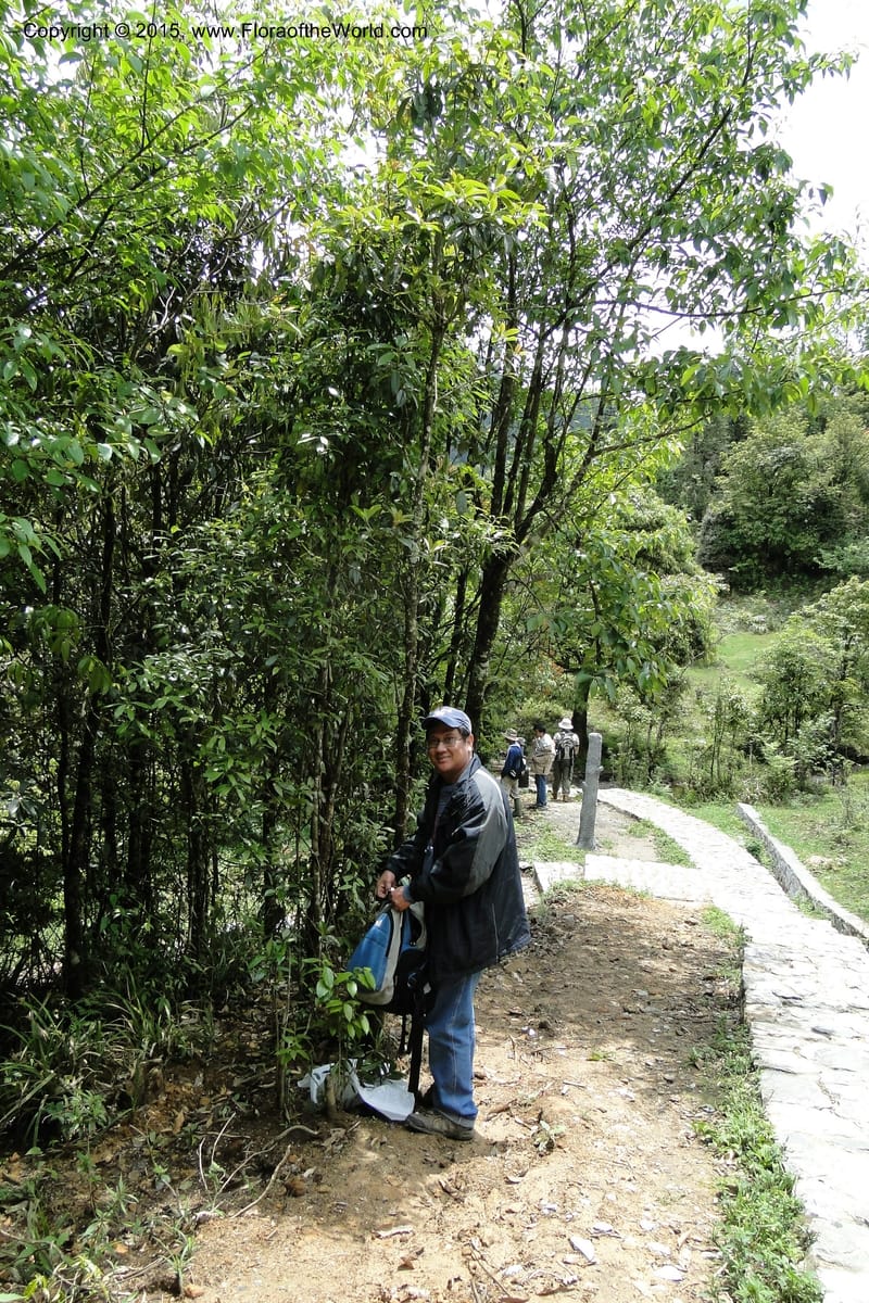 Illicium, Regalado 1782--Viet Nam. Ban Khoang Commune. 4 May 2011. 195 (10).jpg