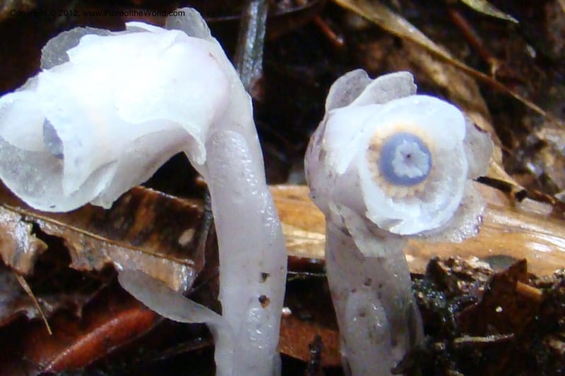 Monotropa uniflora, Regalado 1652--Viet Nam. Lao Cai Prov. Sa Pa Distr. Hoang Lien Son. 6 Apr 09. 347 (13).jpg