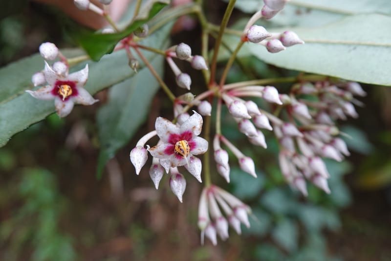 Ardisia virens, D. Boufford 44152--China. Yunnan. Bam Po village. 5 May 2018. DSC02406 (229).JPG