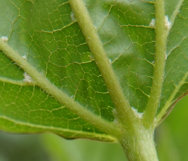 Acer davidii, D. Boufford 44097--China. Yunnan. Ci Wu Duan Rd. Stop 2. 29 Apr 2018. DSC00344 (127).JPG