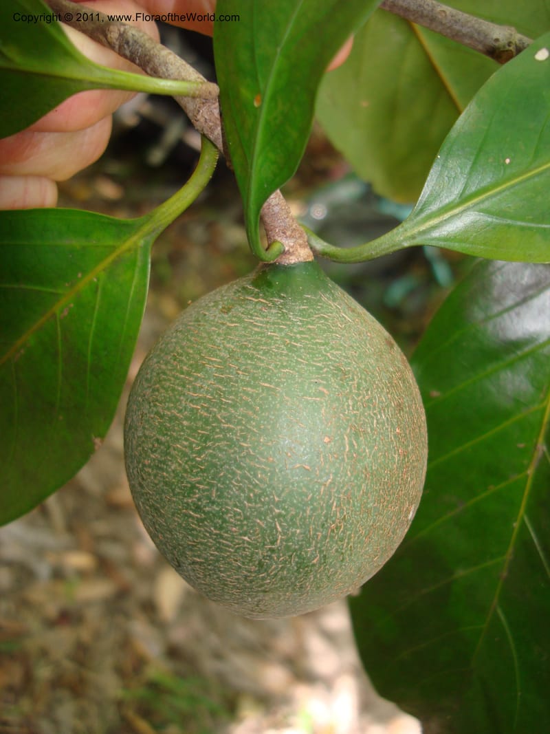 Atractocarpus, Munzinger, J 4756--New Caledonia, Prov N, Les Trois Creeks,  13 Nov 2007, (9).jpg